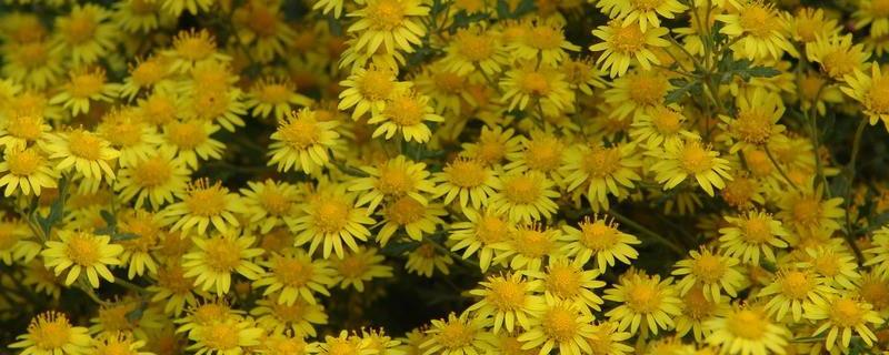 纽扣菊花怎么养，种植在砂质土壤中（纽扣菊的养殖方法和注意事项）