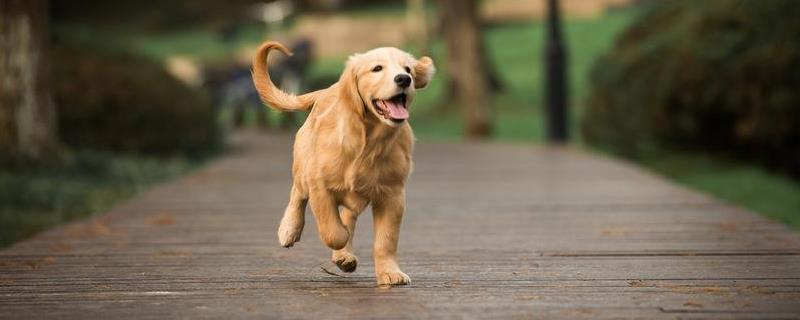 金毛犬多少钱一只，如何选购 网购金毛犬多少元一只?