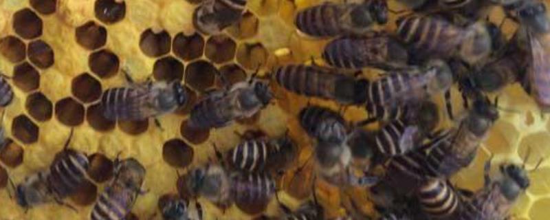 介入蜂王,附注意事项 蜂王怎样介入