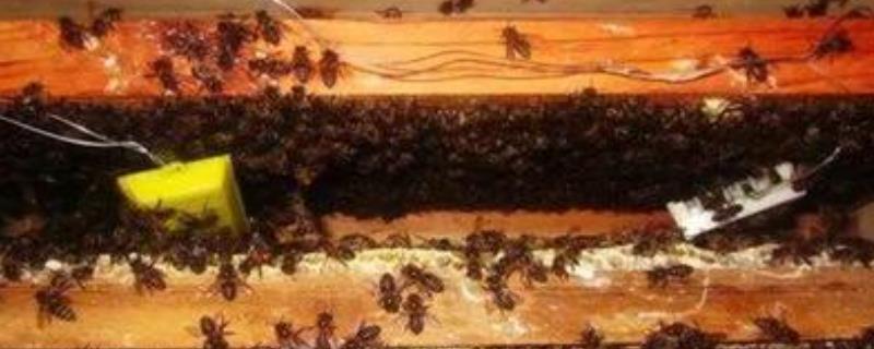 奖励饲喂，附注意事项（什么叫奖励饲喂）