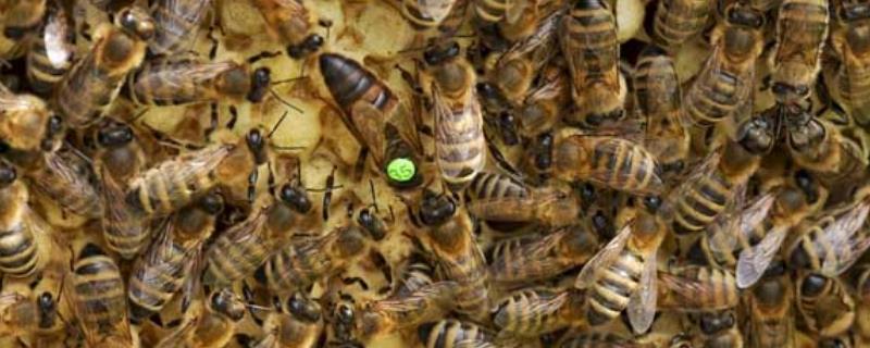 蜜蜂春繁,附详细介绍 什么叫蜜蜂春繁