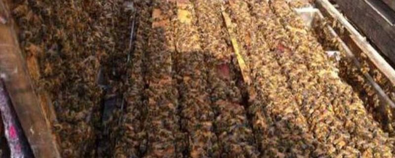 蜜蜂秋繁，附详细介绍（秋繁蜜蜂喂养）