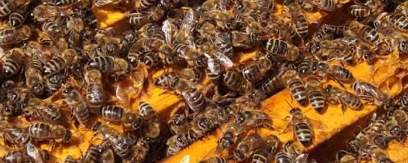 合并蜂群，附注意事项（合并蜂群什么时间合适）