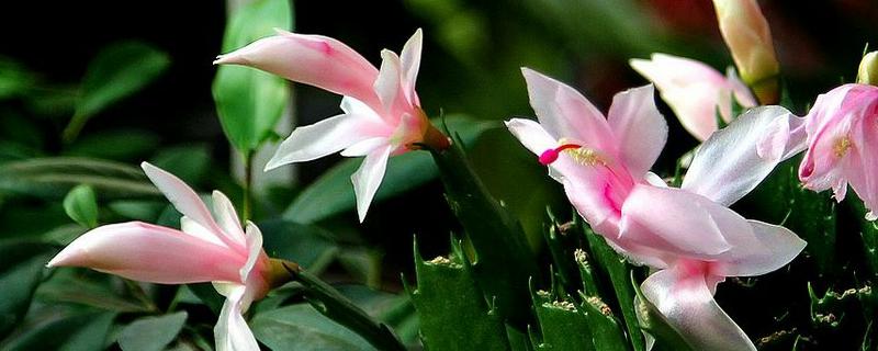 蟹爪兰栽培技术，附简介 蟹爪兰的培植技术