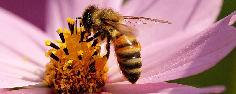 雄蜂,详细介绍 雄蜂主要做什么