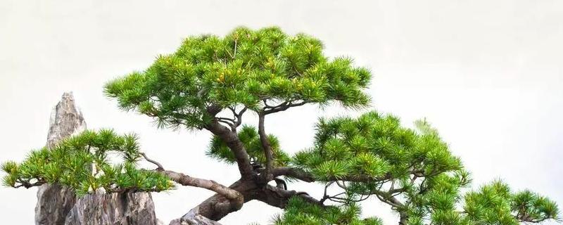 黄杨盆景栽培技术，养护方法 黄杨盆景的日常养护