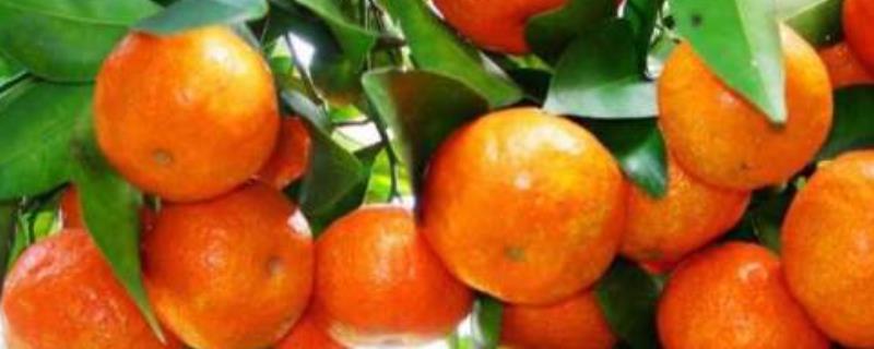茂谷柑的种植技术，注意修梢整形 茂谷柑施肥方案