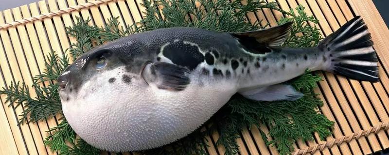 河豚的皮可不可以吃，河豚皮怎么吃 养殖的河豚皮能吃吗