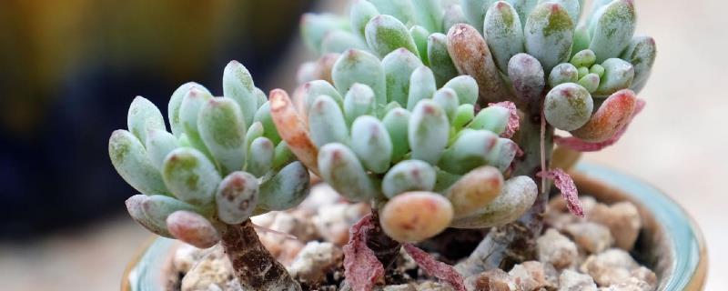 蓝豆的养殖方法，附蓝豆的生长习性（蓝豆的养殖方法和注意事项）