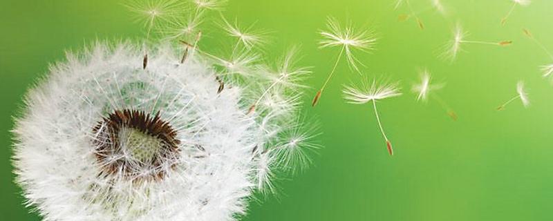 蒲公英怎么吃 蒲公英怎么吃法最好