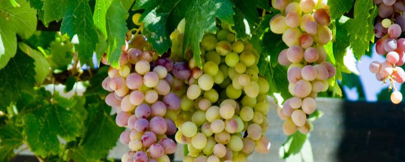 北方葡萄几月成熟,葡萄苗怎么繁殖(北方葡萄种植时间)