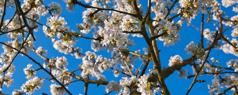 梨树种植几年结果 梨树种植几年结果实