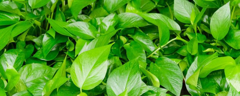 绿萝吊兰怎么养，以及如何移植（绿萝吊兰盆栽）