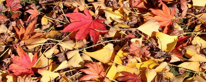 枫树种子怎么种，有哪些价值（枫叶树有种子吗）