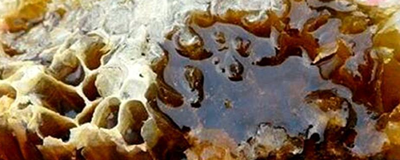 土蜂蜜的产地在哪，营养价值有哪些（蜂蜜是土特产吗）