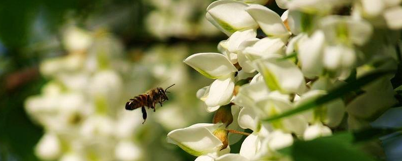 洋槐蜜（洋槐蜜和枣花蜜哪个更好）