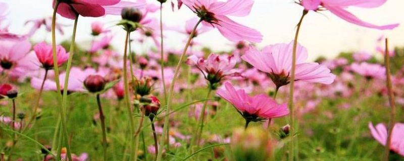 蜜源植物，常见的有哪些 蜜源植物是什么