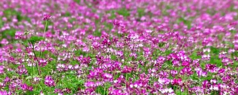 粉源植物，常见的有哪些 主要的粉源植物