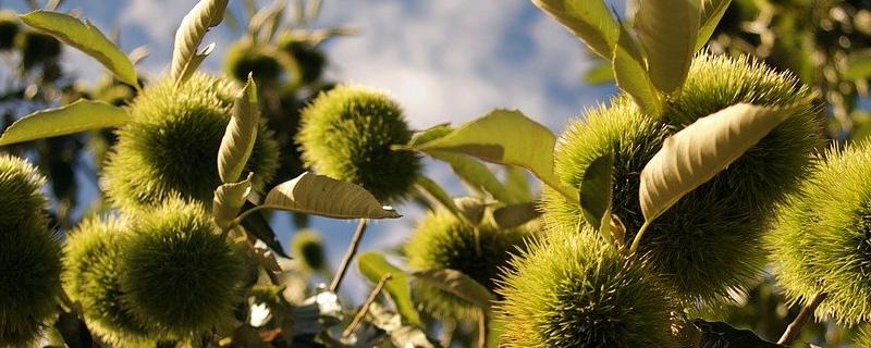 栗子树怎么种，选择酸性土壤为宜 板栗树适合什么土壤种植
