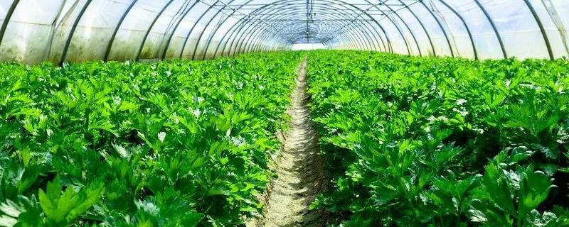 棚室蔬菜栽培技术，栽培前景如何 棚室蔬菜栽培技术大全