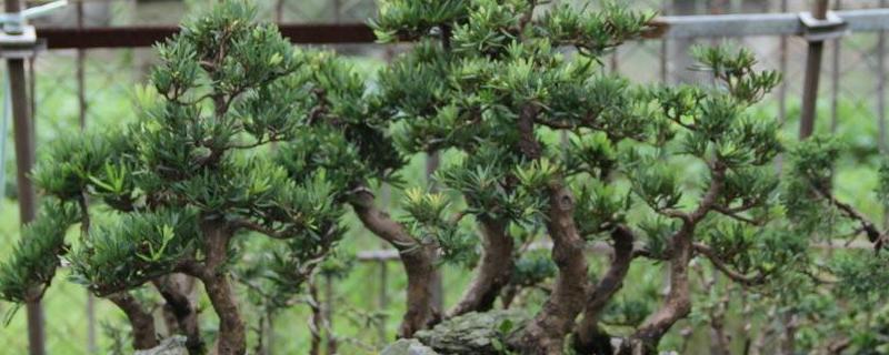 罗汉松种子怎么种，可春秋天播种（罗汉松播种繁殖方法）