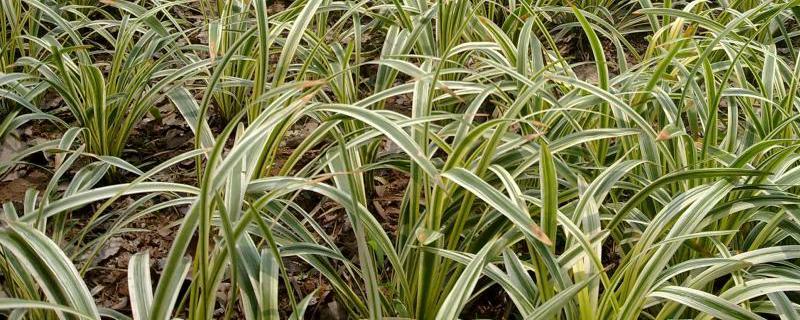麦冬如何种植，忌雨天栽培 麦冬冬季可以移栽吗