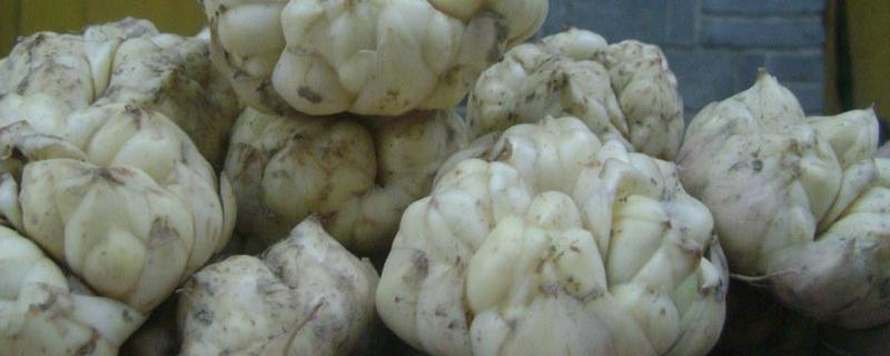 百合种子怎么种植（百合种子怎么种植视频）