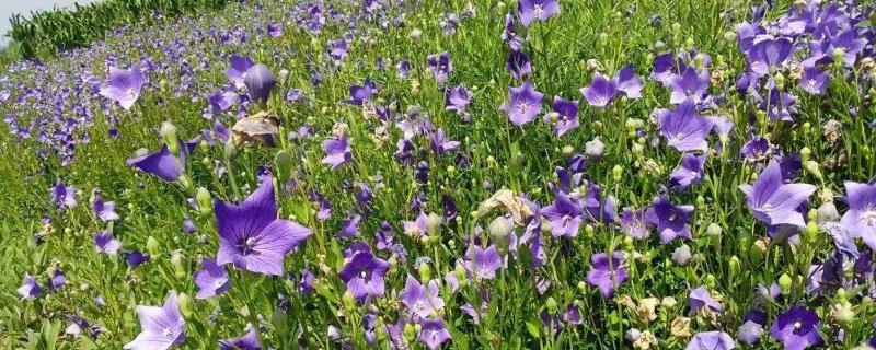 桔梗花怎么养，养护时要注意什么（桔梗花怎么养,养护时要注意什么问题）