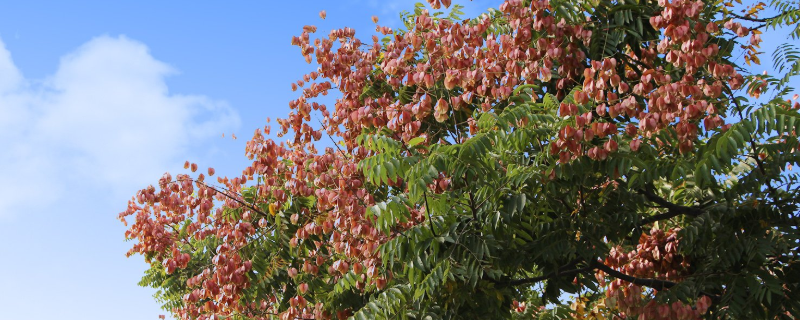 栾树的寿命有多长，有哪些生长习性 栾树寿命长吗