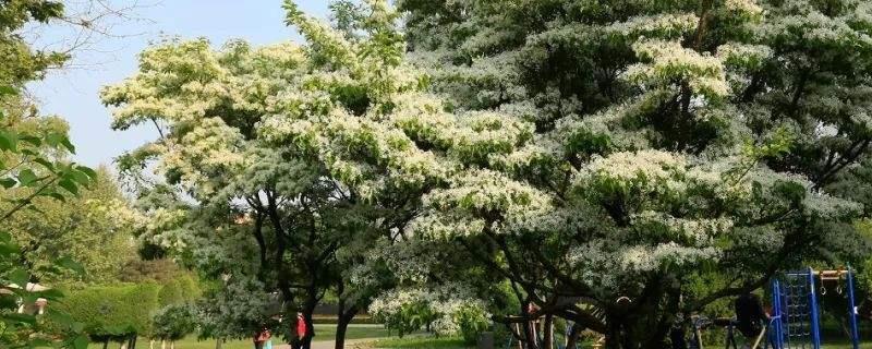 流苏树嫁接桂花方法与流程介绍 流苏树如何嫁接桂花