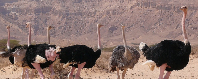 鸵鸟的繁殖方法，附鸵鸟的经济价值（鸵鸟的繁殖方式是什么）