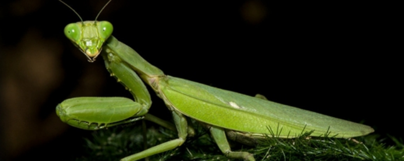 螳螂的繁殖方法，附饲养方法（螳螂怎么养殖技术）