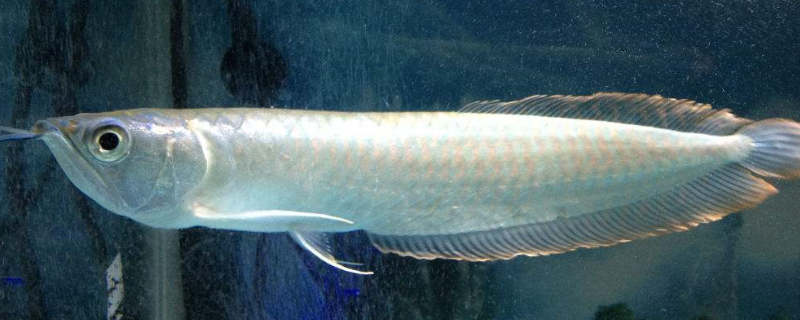 银龙鱼的价格(银龙鱼的价格怎么判断)