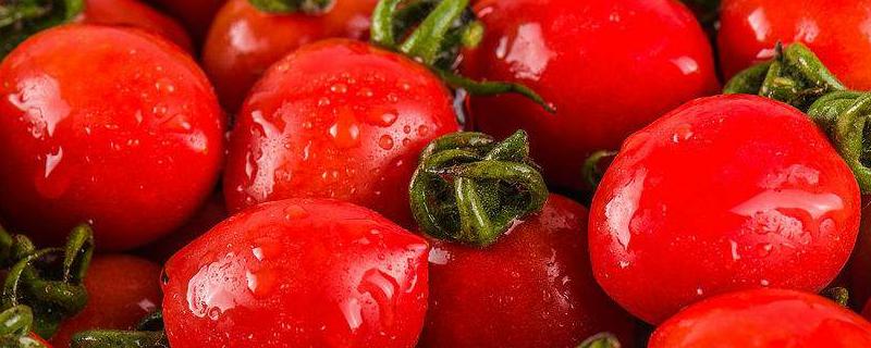 圣女果产地在哪里 圣女果出产地