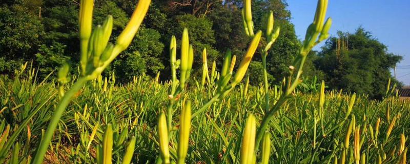 金针菜又叫什么，附其种植时间 金针菜什么时候开花