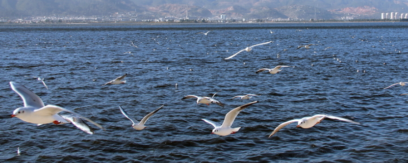 海鸥主要吃什么食物,什么是它的天敌