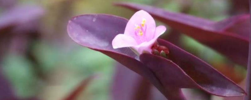 紫鸭拓草是什么花（紫鸭拓草花语）