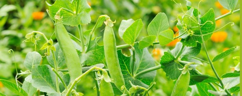 豌豆的种植技术，豌豆种植注意事项 豌豆的种植方法和管理
