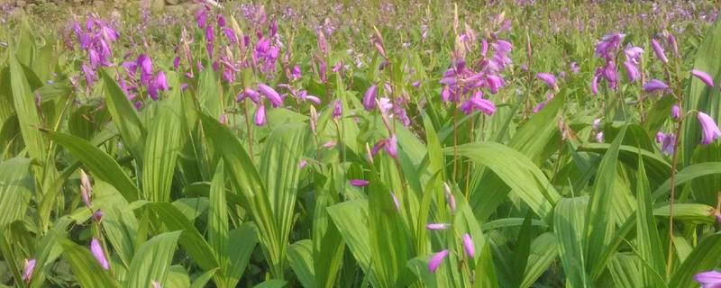 白芨多少钱一斤（新鲜白芨多少钱一斤）