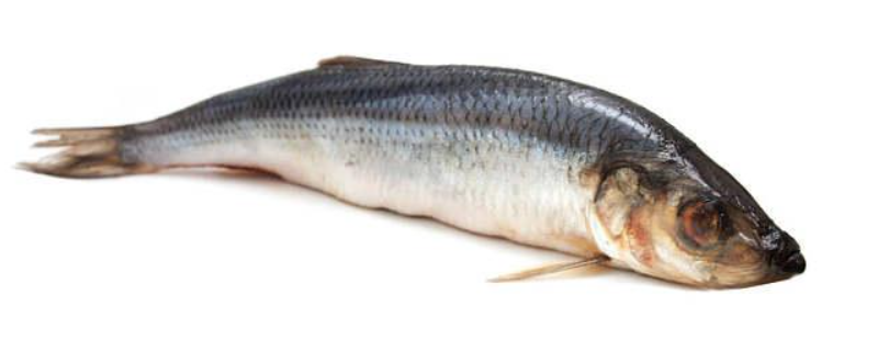 钓青鱼饵料配方大全，附详细介绍 钓青鱼饵料配方大全,附详细介绍图片