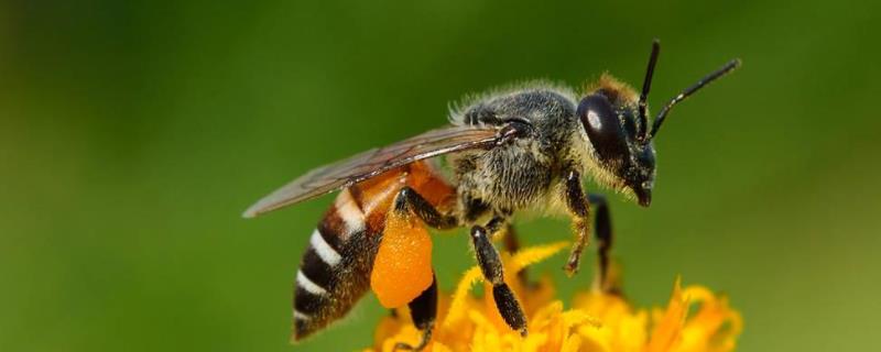 养蜜蜂的风险有哪些 养蜜蜂的风险有哪些呢