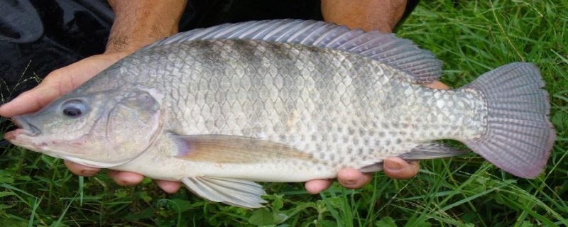 钓罗非鱼用什么饵料