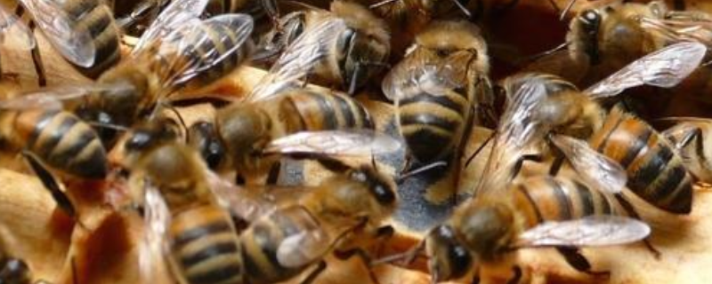 工蜂围王蜂王多久会死，附围王原因（工蜂围王怎么处理）