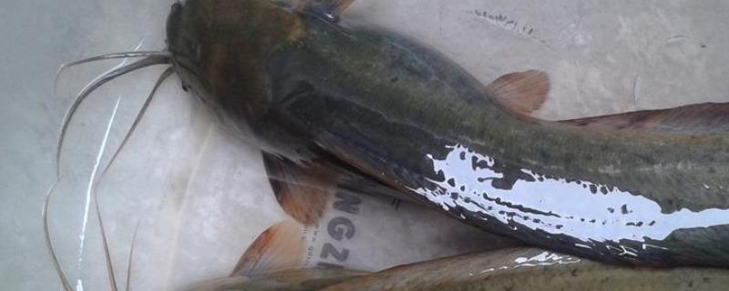 钓鲶鱼是钓浮还是钓底 泥鳅钓鲶鱼钓底还是钓浮