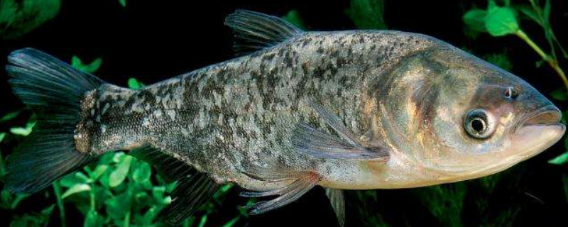 春季钓鲢鱼技巧大全,饵料怎样配置 春季钓鲢鱼技巧大全,饵料怎样配置最佳