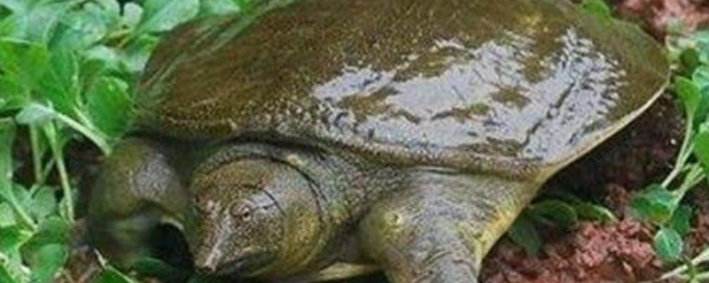 钓甲鱼实用技巧大全,详细如下(钓甲鱼的技巧和应该注意得事项)