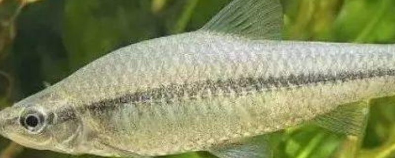 钓白条鱼的最佳时间，附饵料选用 白条鱼的钓法及饵料