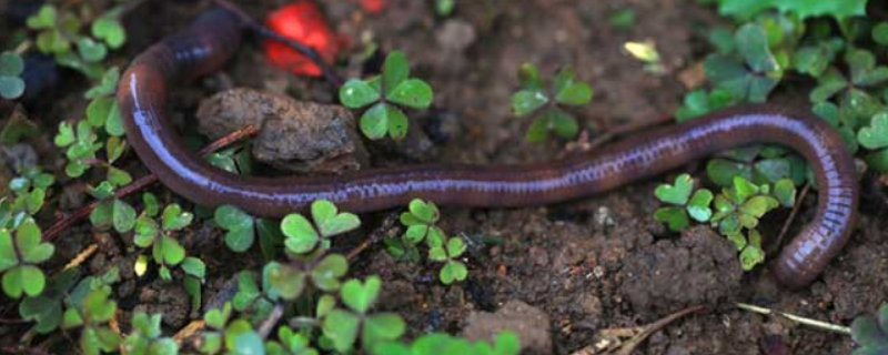 为什么蚯蚓钓不到大鱼（为什么蚯蚓钓不到大鱼苗）
