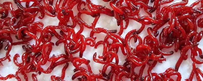 钓鱼用红虫好还是饵料好 钓鱼用红虫好还是饵料好呀