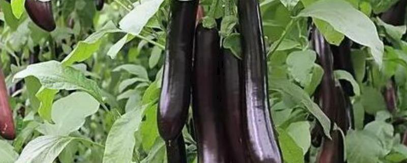 茄子种子多少钱一包 茄子种子多少钱一斤